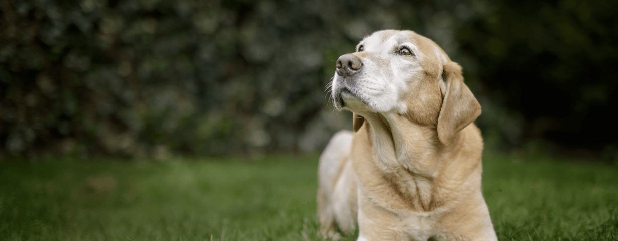 How old do dogs get?