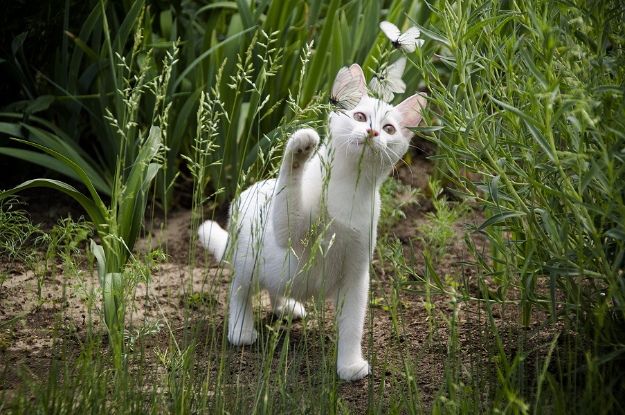 How do I look after my cat? Tips for new cat-owners