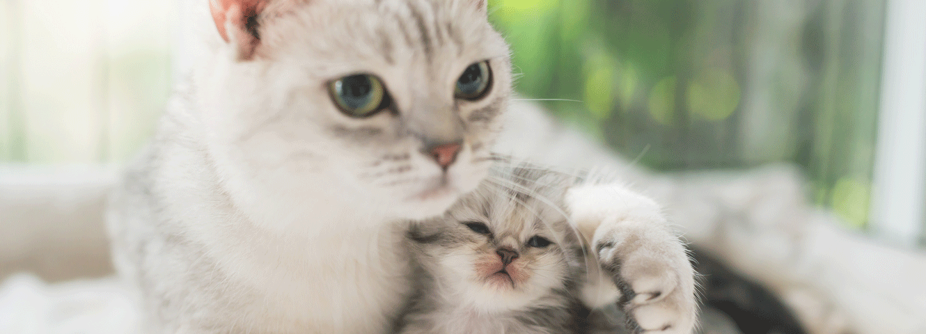 Ist meine Katze trächtig?