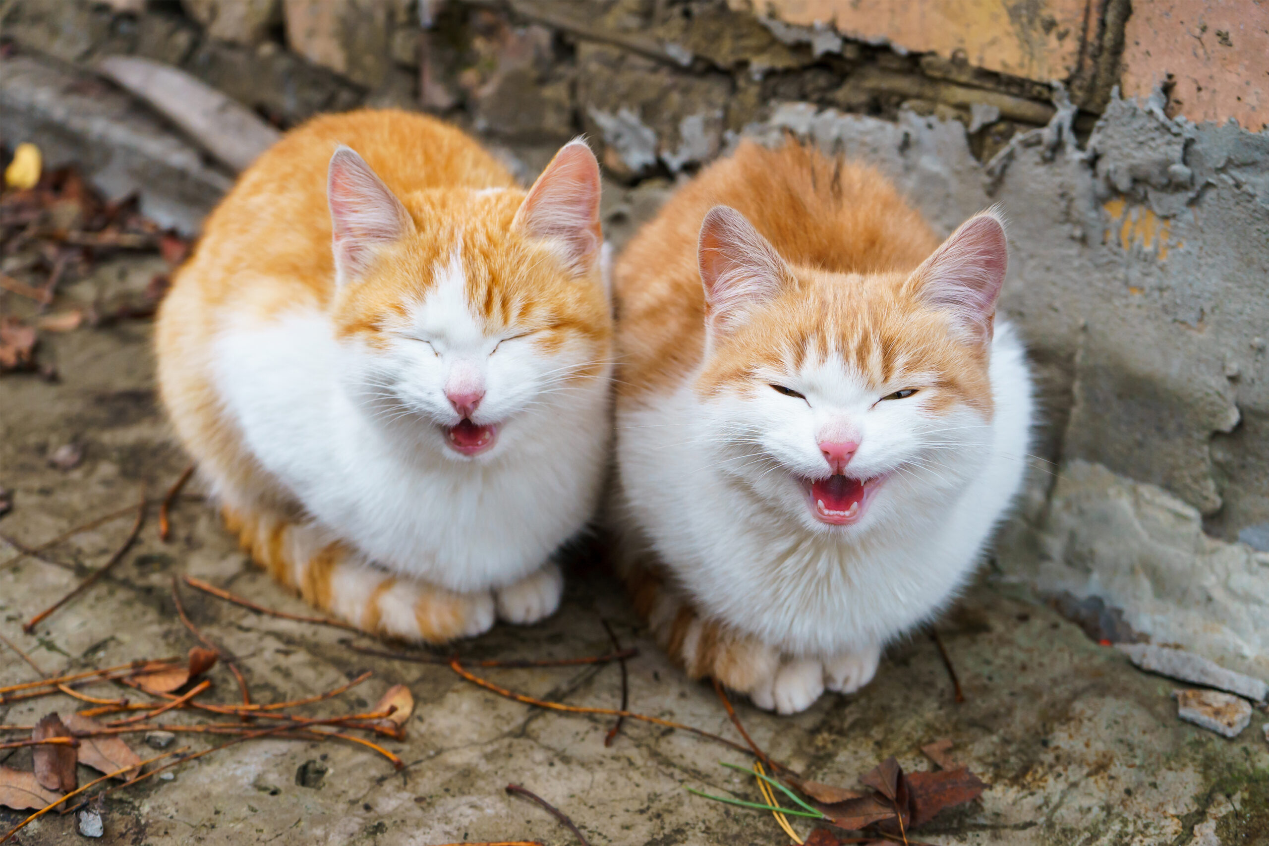 Why does my cat meow so much?
