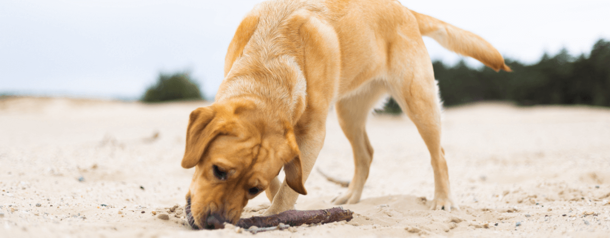Grote honden, ideale rassen