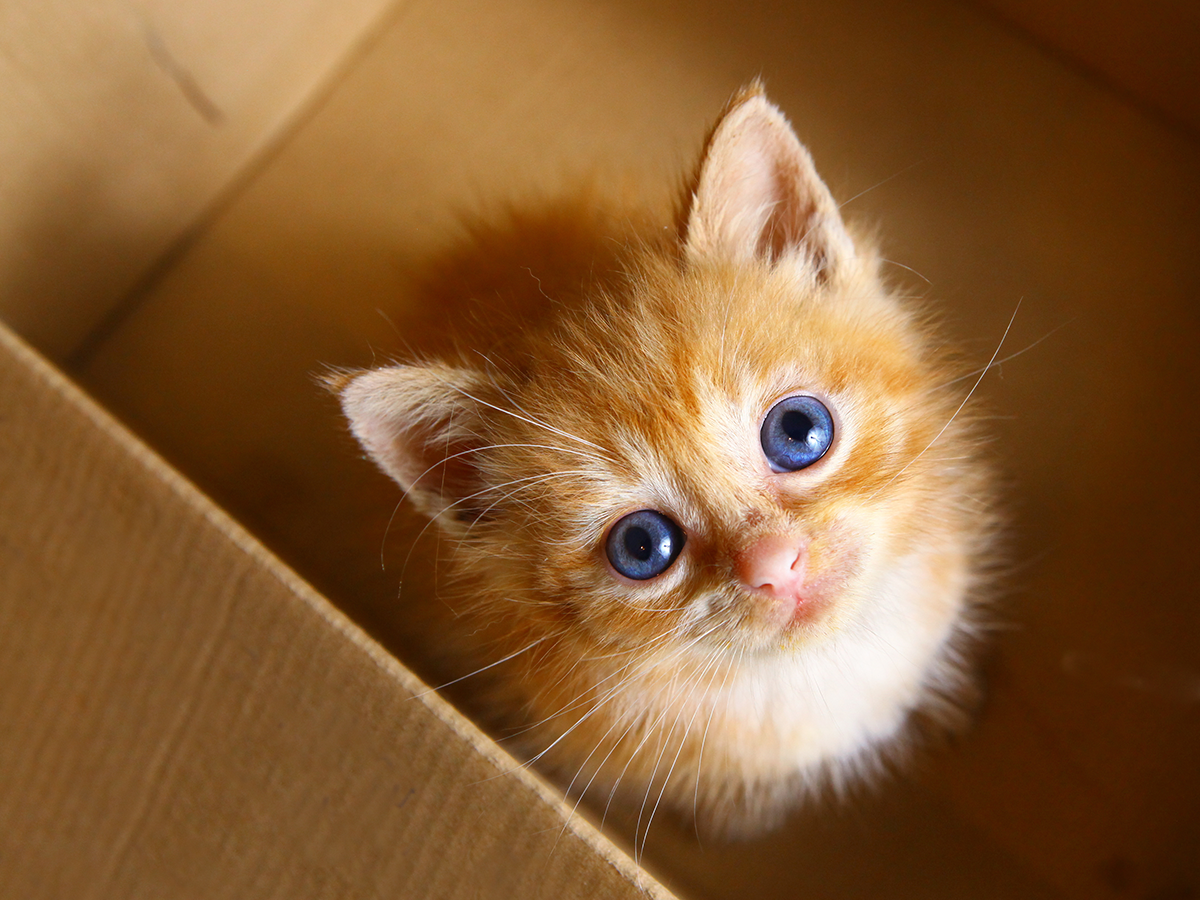 Buying a kitten: what to look for?