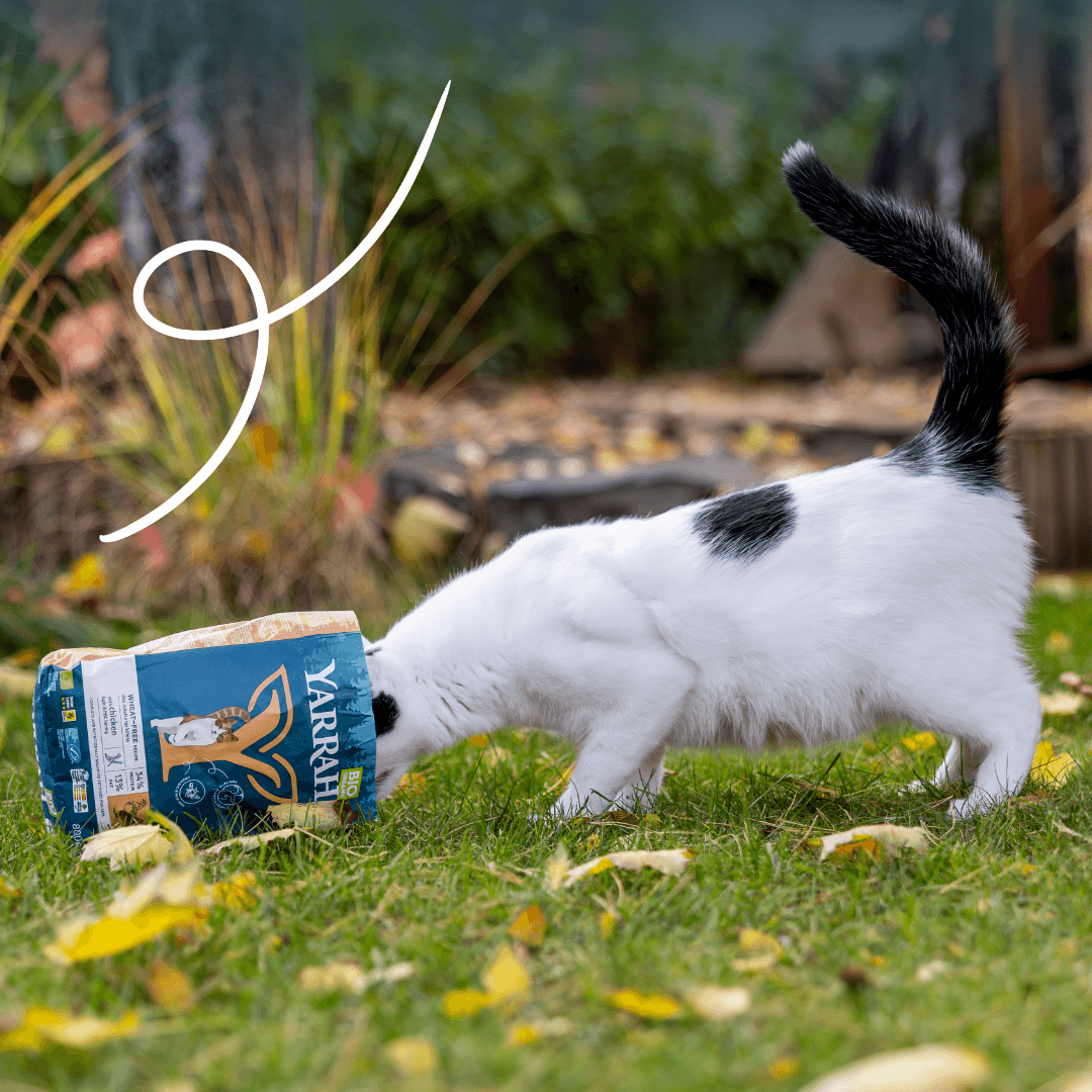 Croquettes biologiques sans blé pour chat