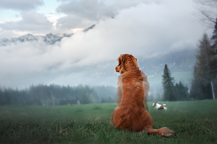 Aiuto! Il mio cane è in sovrappeso