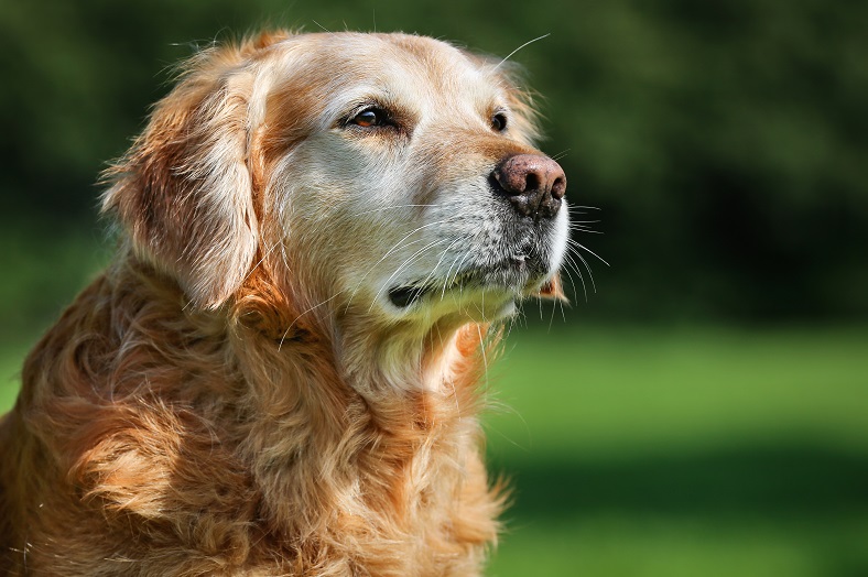 Quando gli anni contano – informazioni sui cani anziani