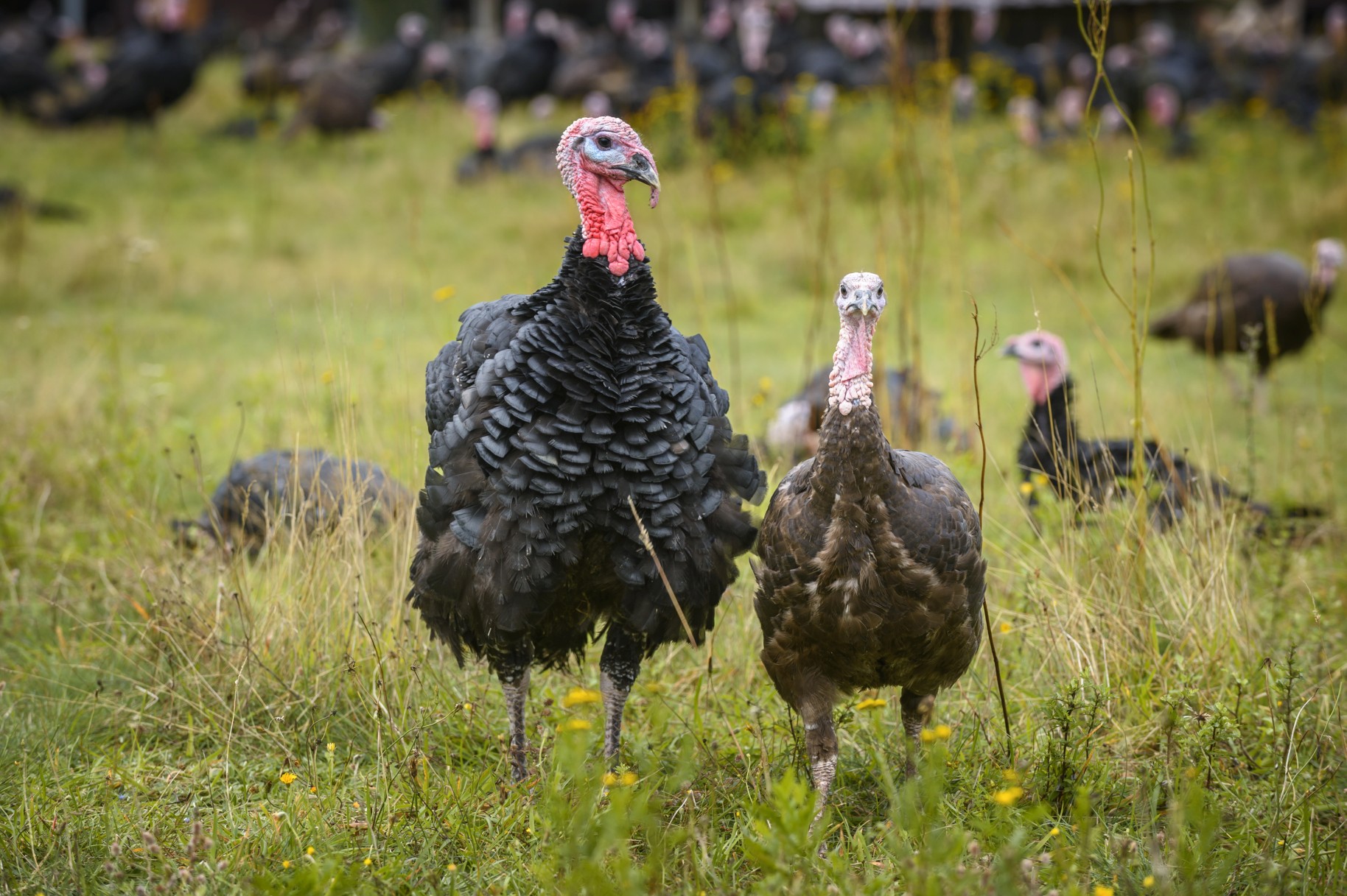 Quality checks at an organic turkey and chicken farm