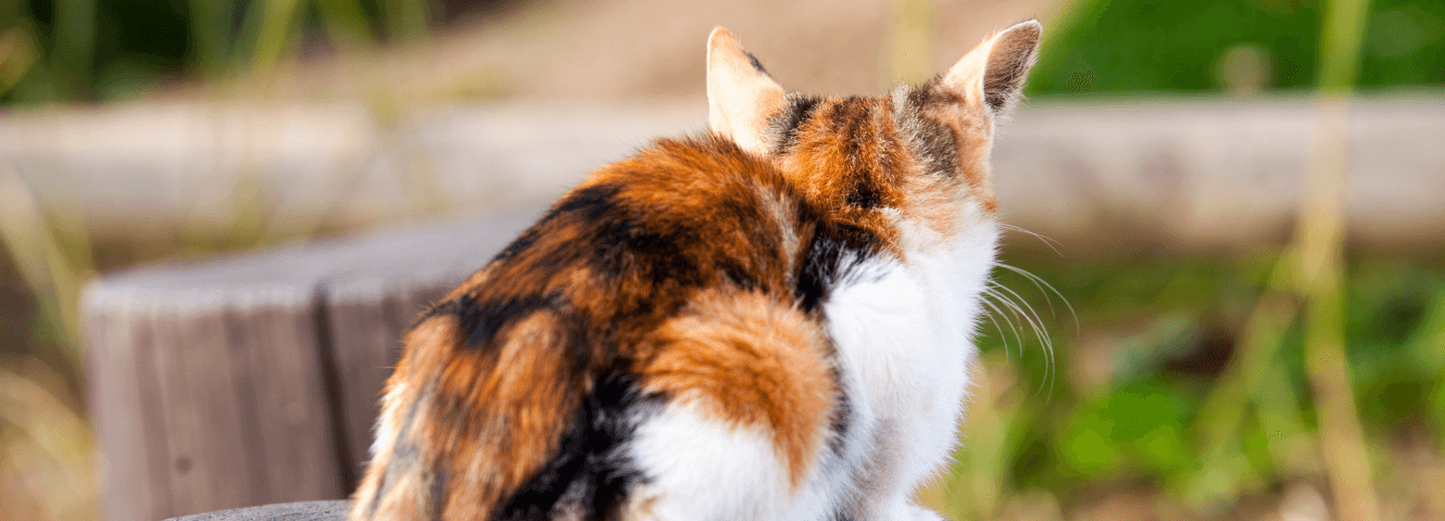 Welke katten verharen niet of weinig?