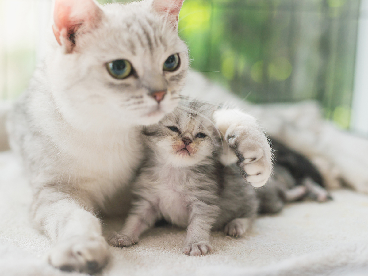 Hoe maak ik mijn kitten zindelijk?