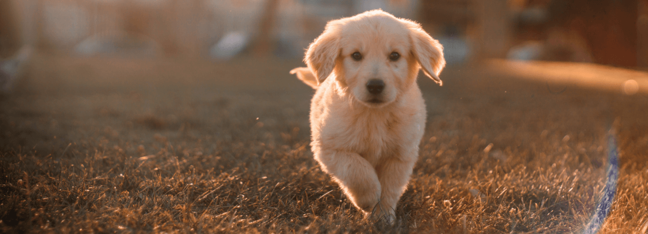 Comment s’occuper de son chien ? Conseils aux propriétaires de chien sans expérience