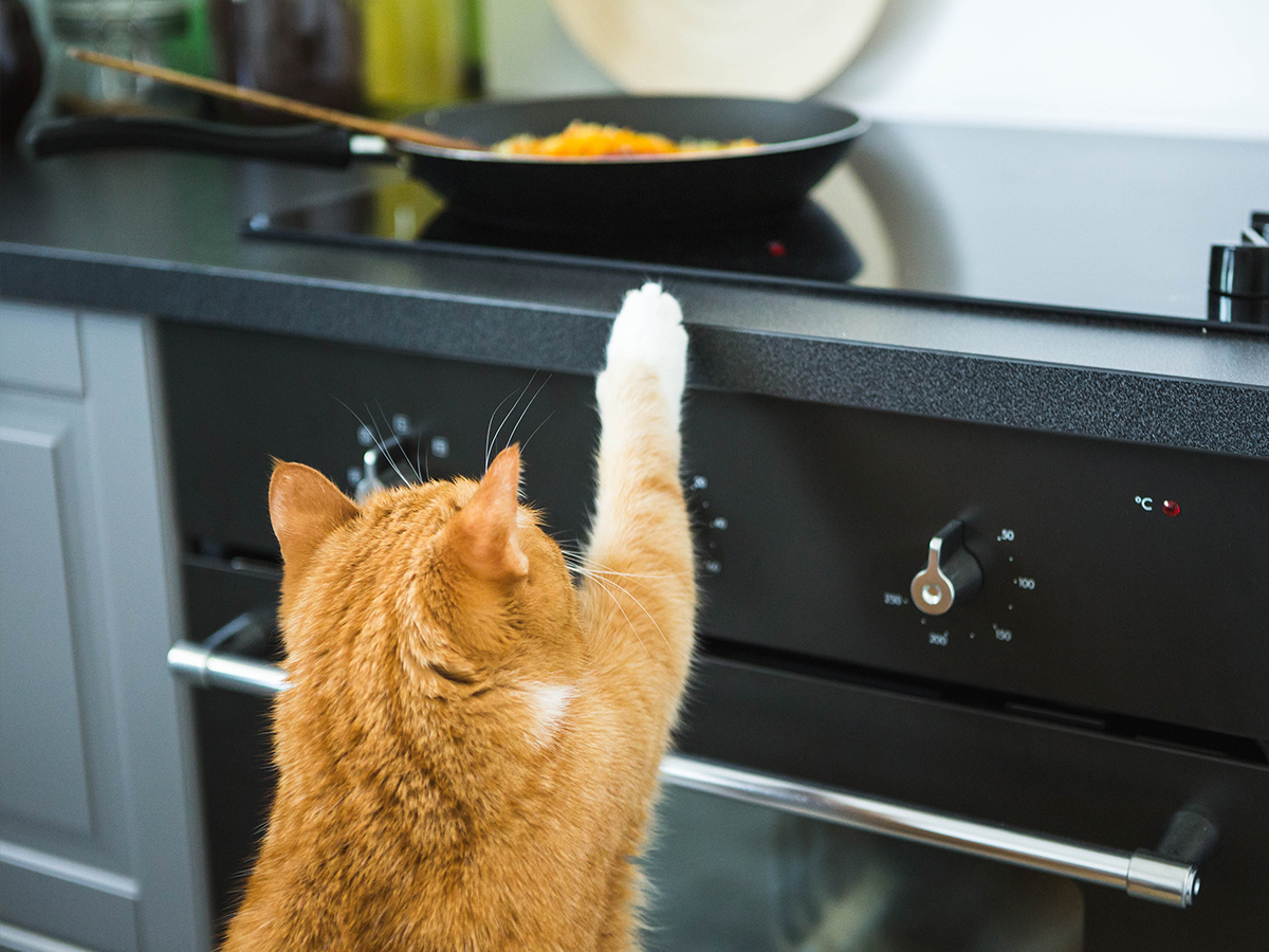 What should my cat not eat? Foods poisonous to cats