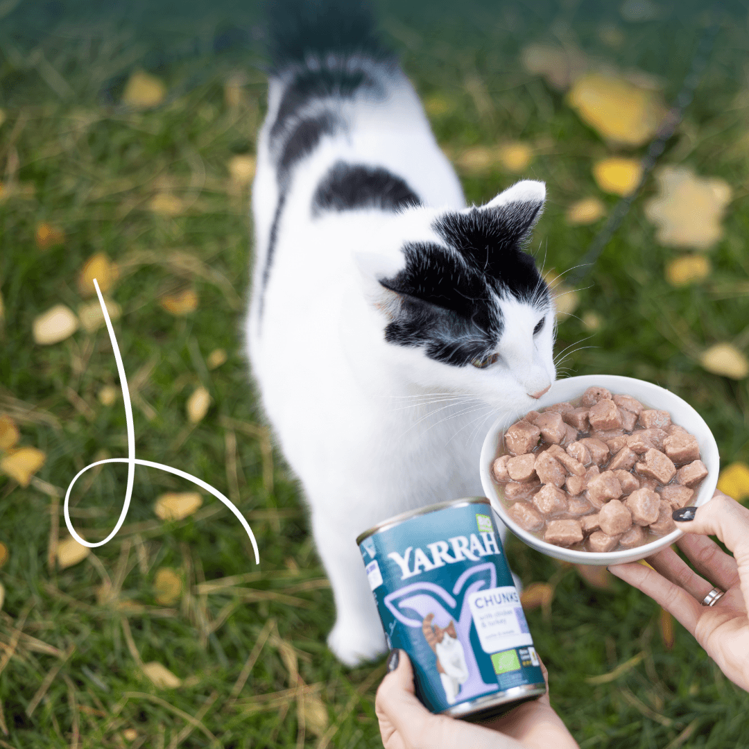 Filets biologiques à la dinde en sauce pour chat