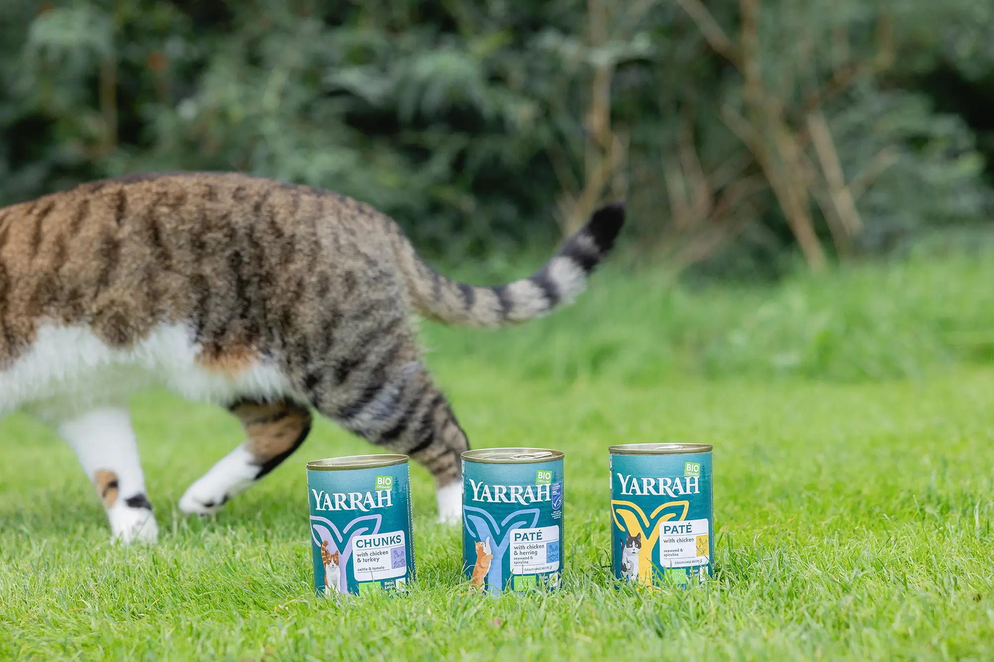 Cat with Yarrah cans on grass