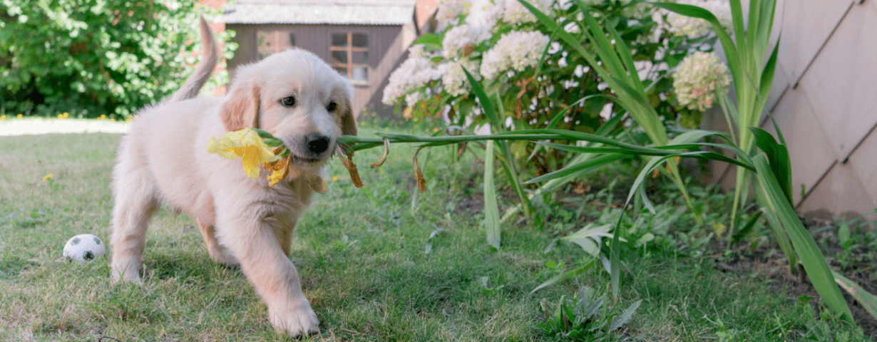 Which plants are poisonous to dogs?