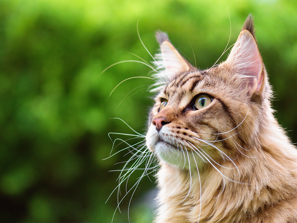 What Type Of Cat Is Best For Me Yarrah