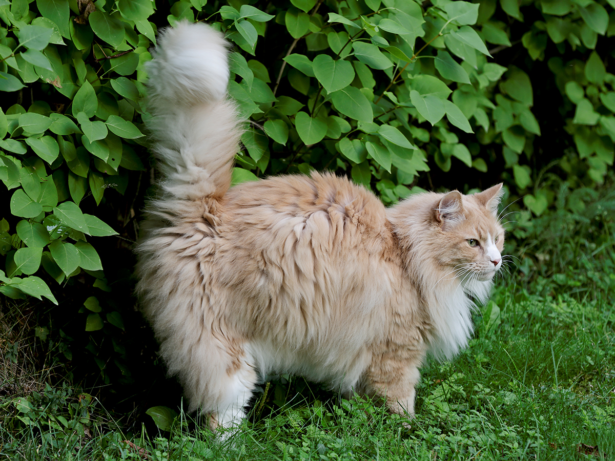 Cosa fare se il tuo gatto sporca o spruzza in casa?