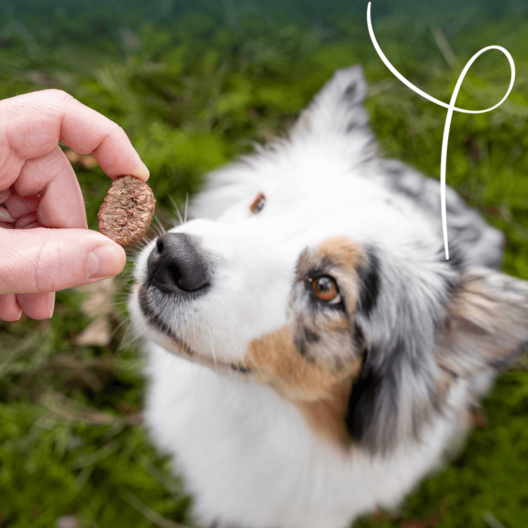 Biologische Crispy rewards met kip