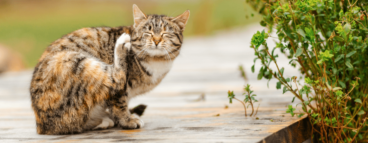 The signs and treatment of ear mites in cats