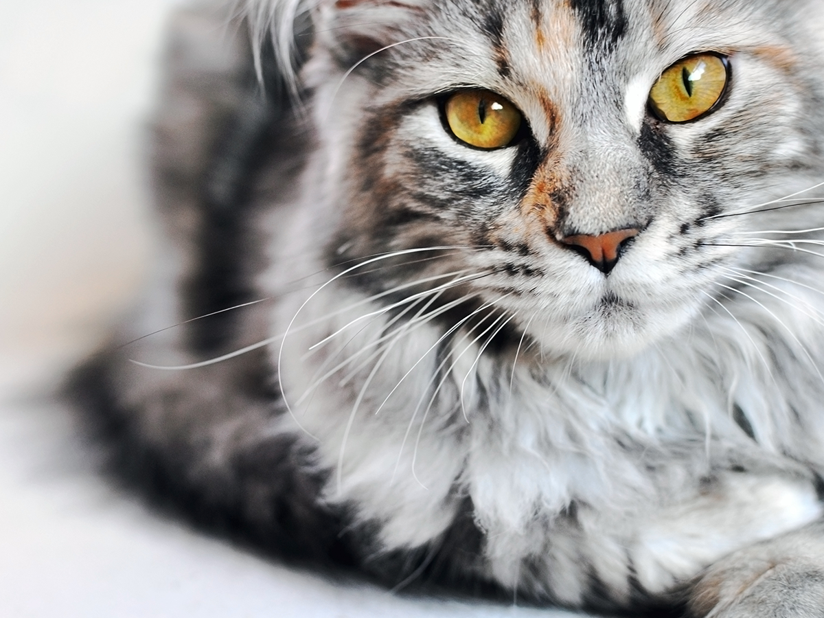 Een kat kopen, waar doe ik dat?