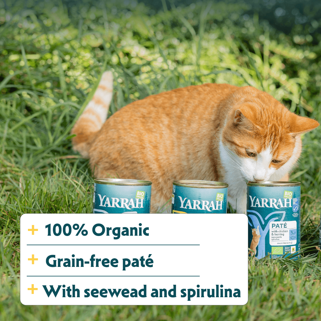 Pâtée biologique au poisson pour chat