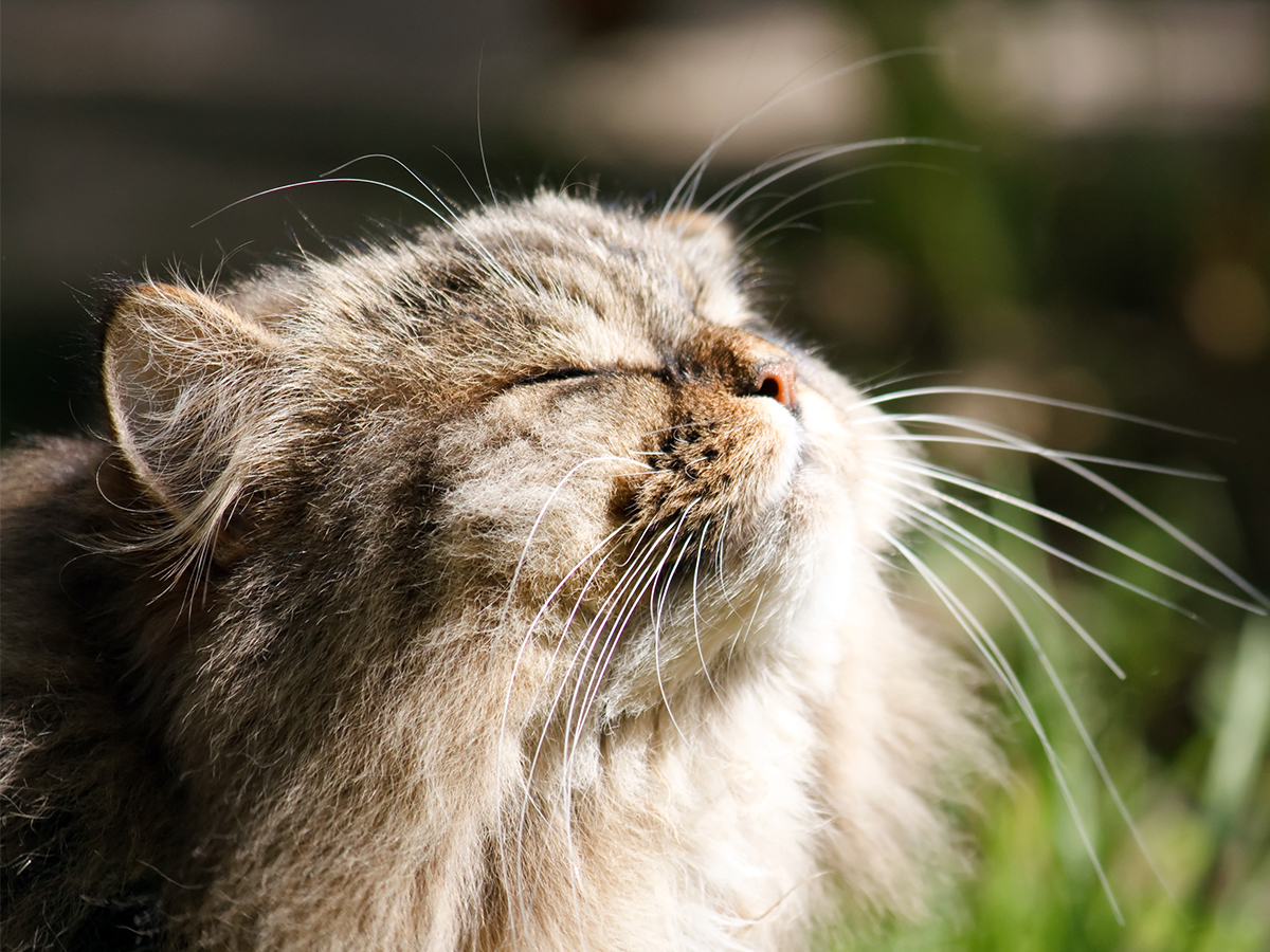 Vaccinating kittens: what, why and when?