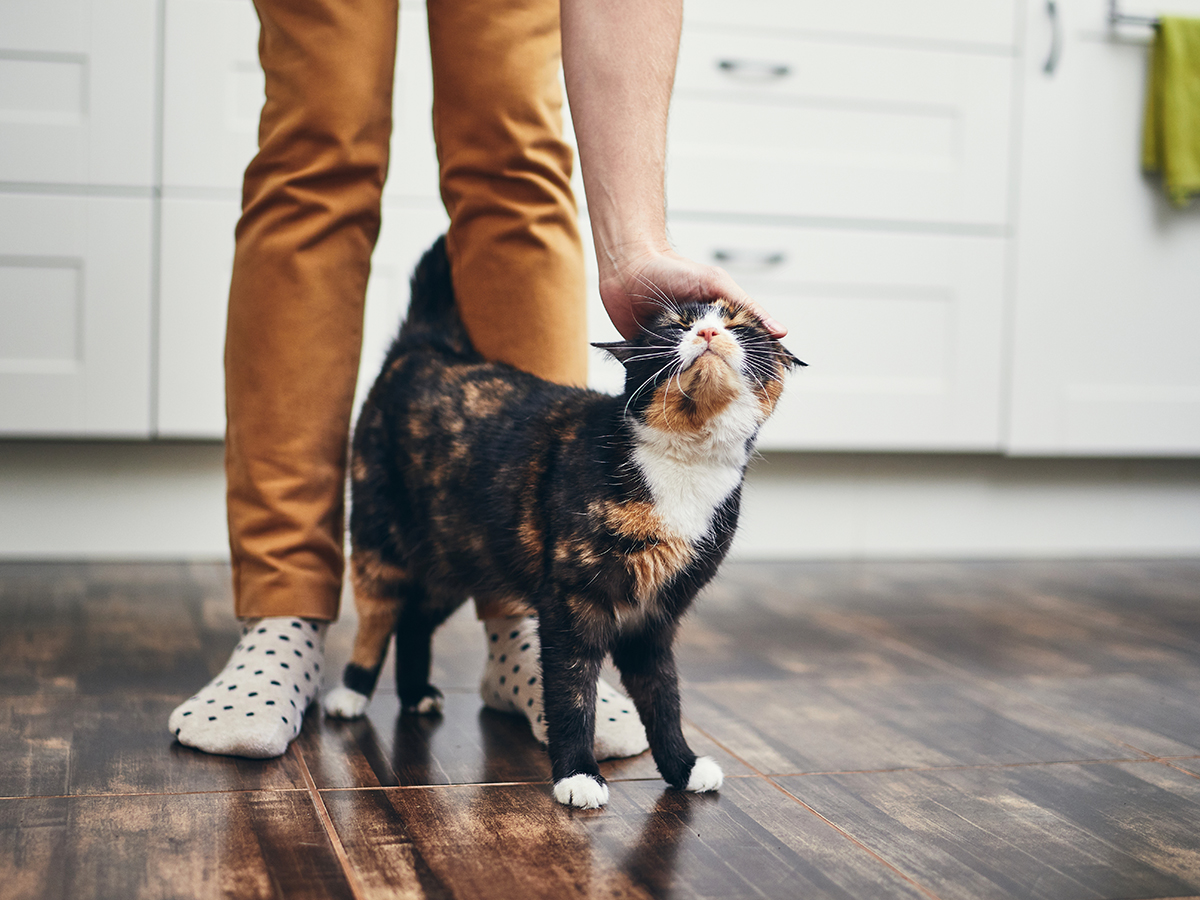 Gli animali domestici e partire in vacanza: il pet sitter a domicilio