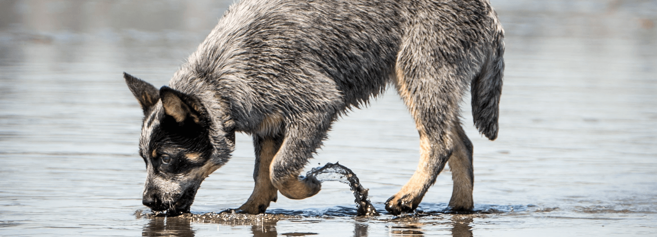 Wie viel Wasser trinkt ein Hund?
