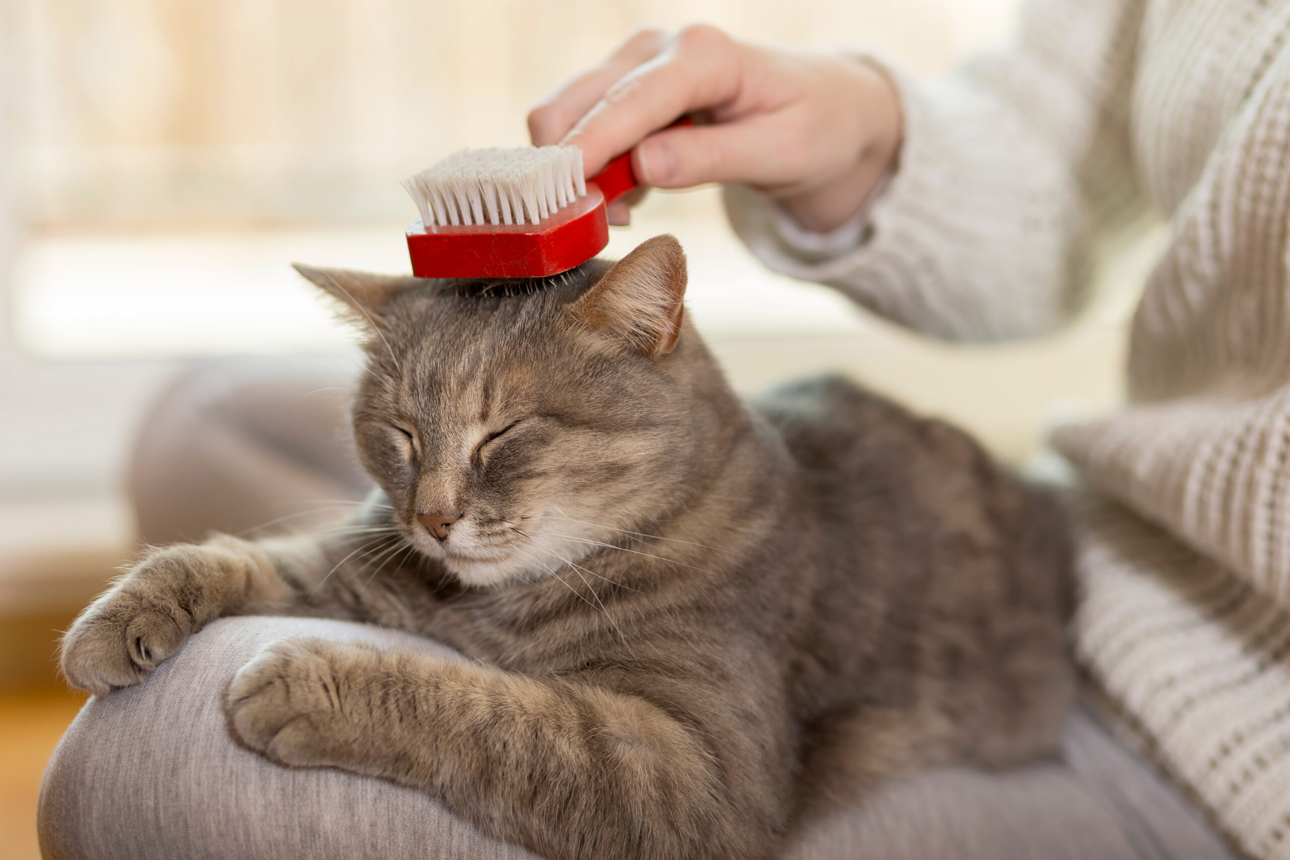 Grooming a pet: here’s how to clean the eyes, ears and nose of your dog or cat