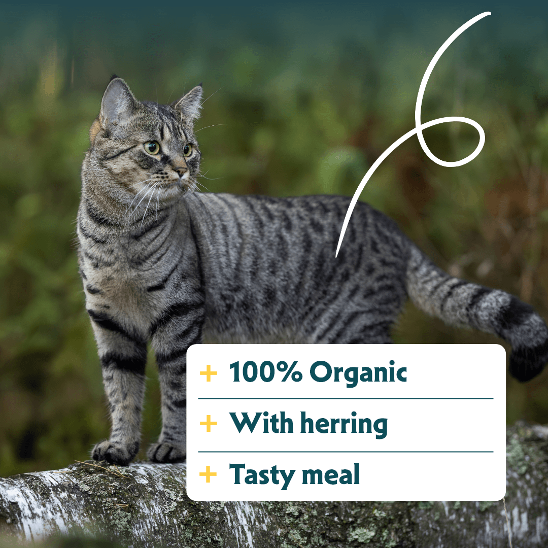 Croquettes biologiques au poisson pour chat