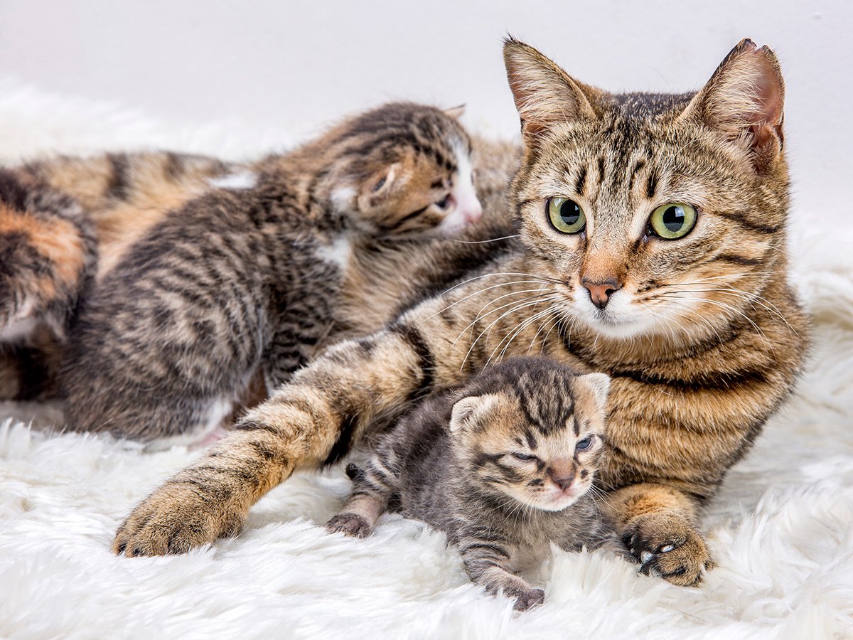 Kitten Inco Checklist for purchasing a kitten | Yarrah