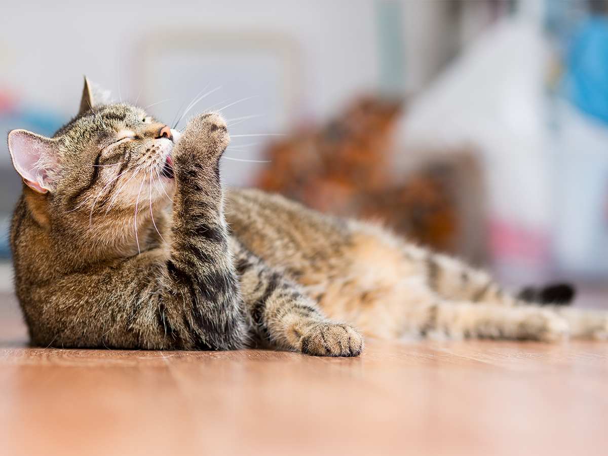 Qual è la vita media dei gatti?