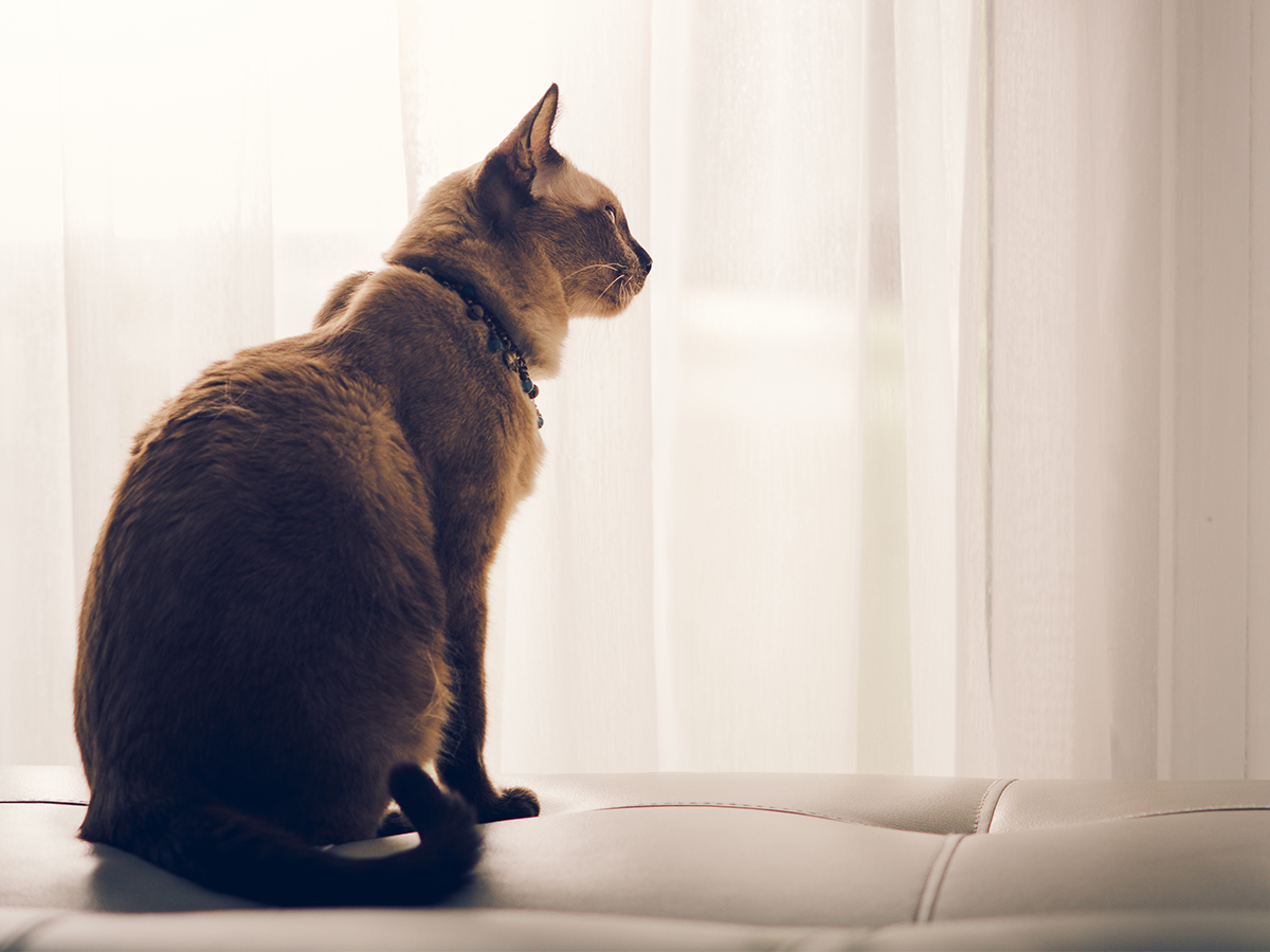 Leaving your kitten unattended