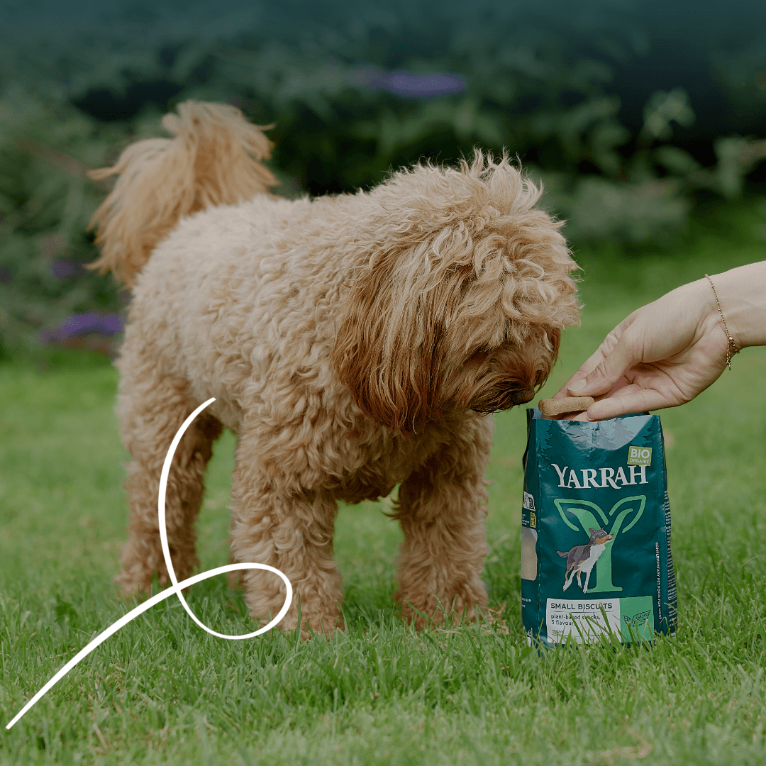 Organic vegan dog biscuits for smaller dogs