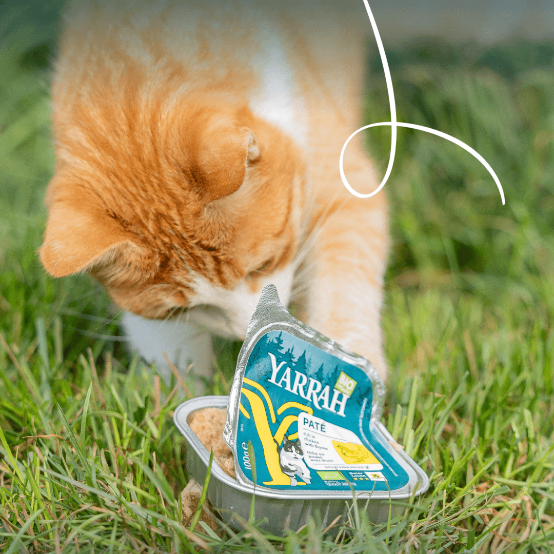 Bio-Katzenfutter Pastete mit Huhn