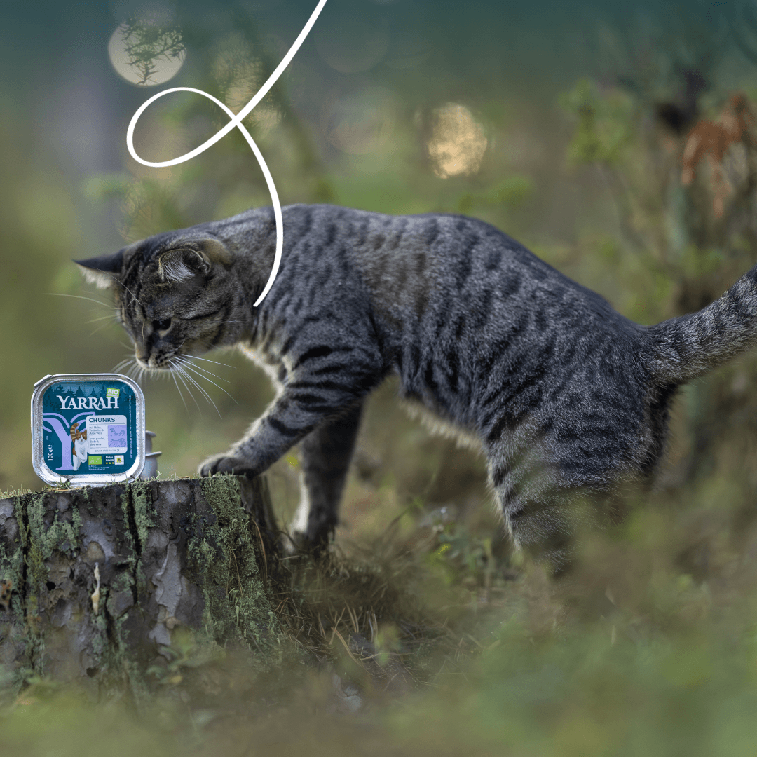 Bouchées biologiques au poulet et à la dinde pour chat