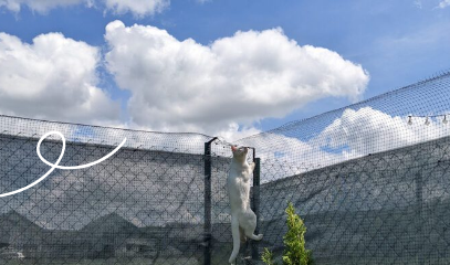 Wie Sie einen Zaun bauen, der Ihre Katzen schützt