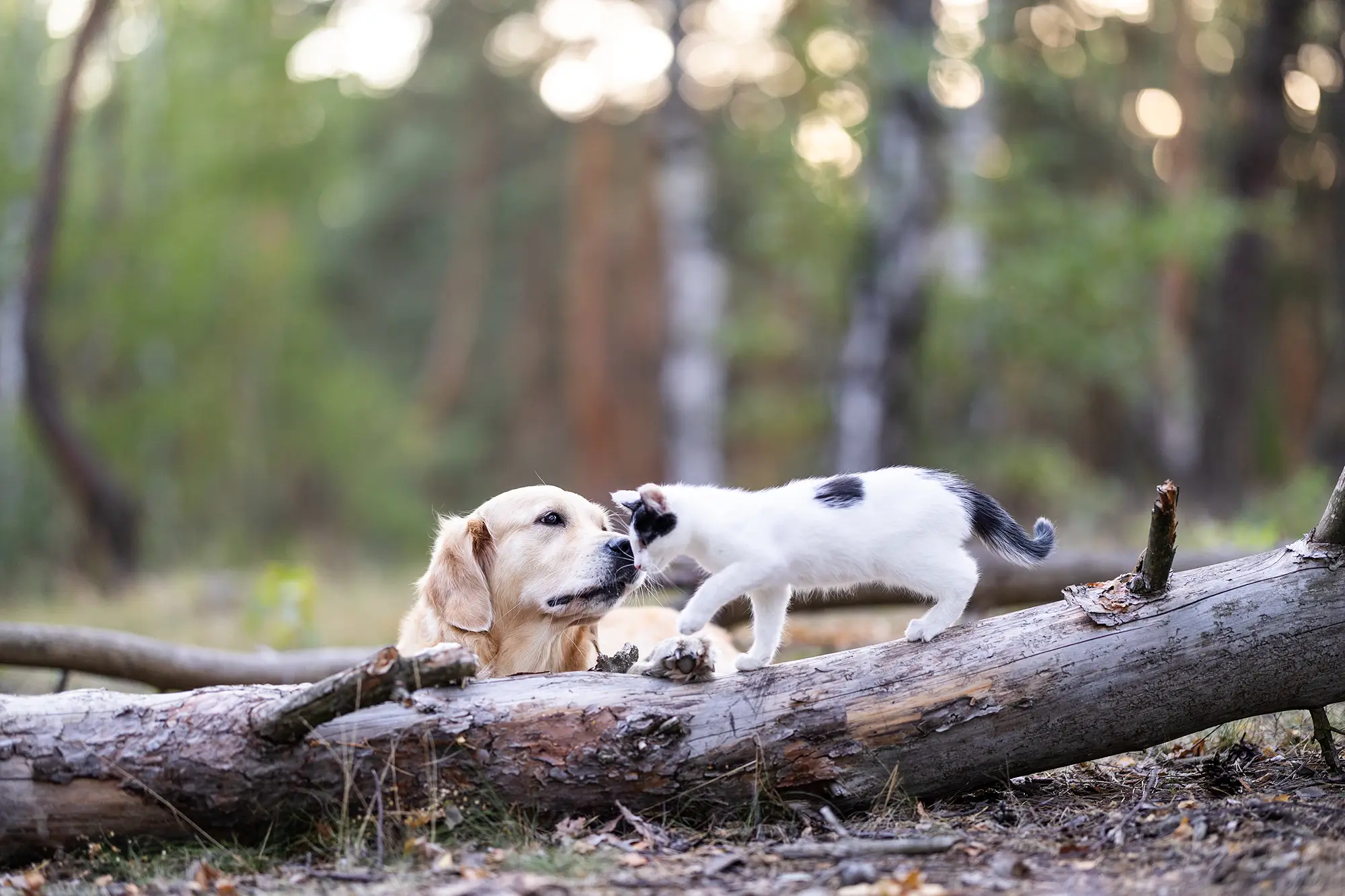 Dog and Kitten in forrest Yarrah