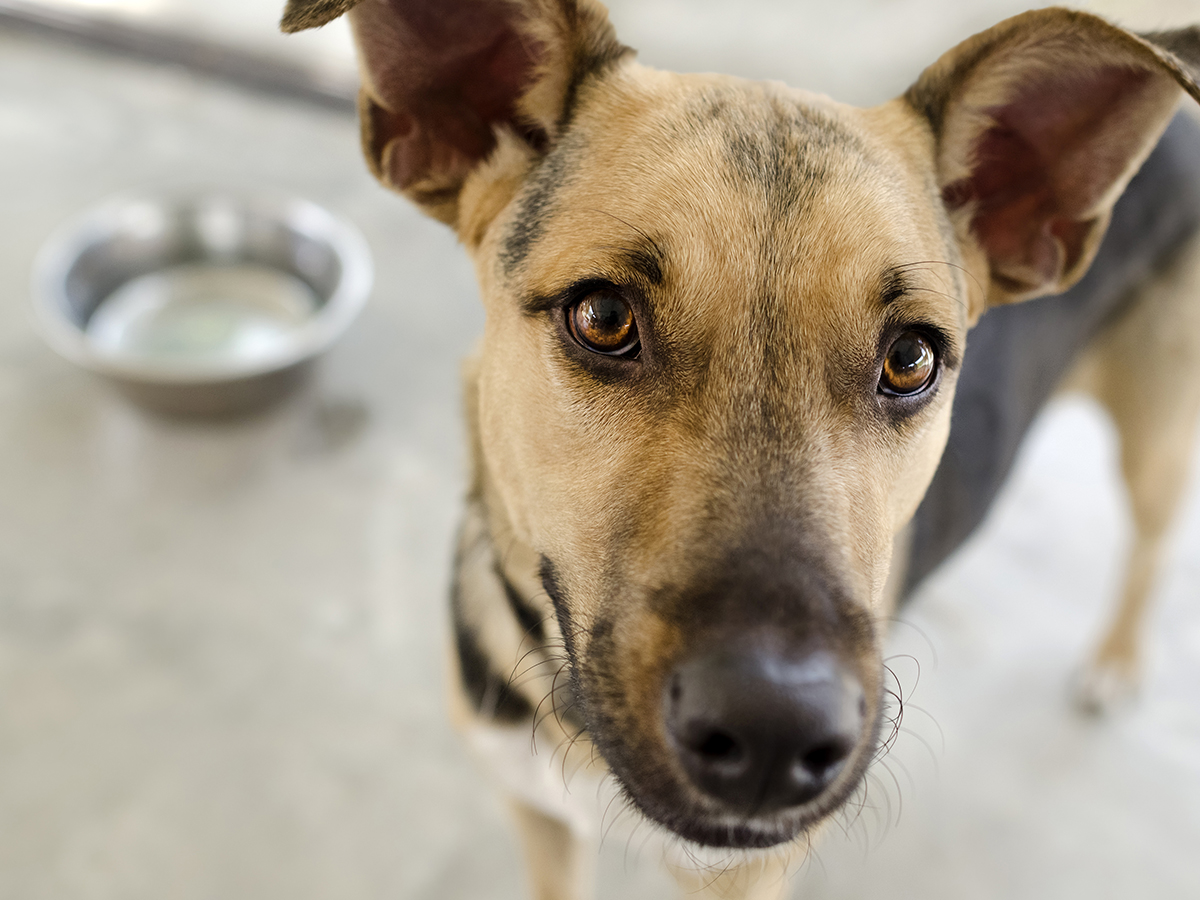 How much can I feed my dog?