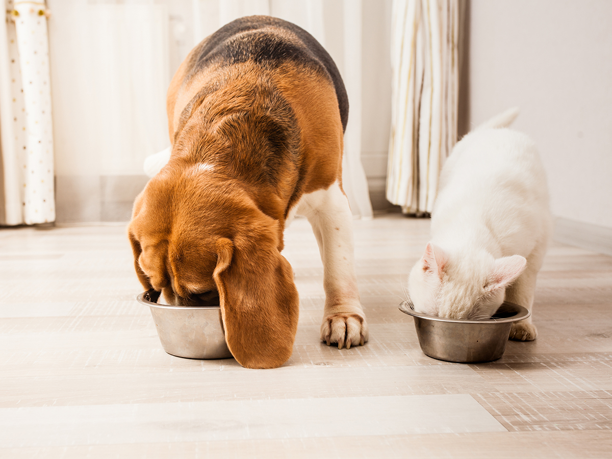 Wie gute Tiernahrung das Fell deines Haustieres beeinflusst