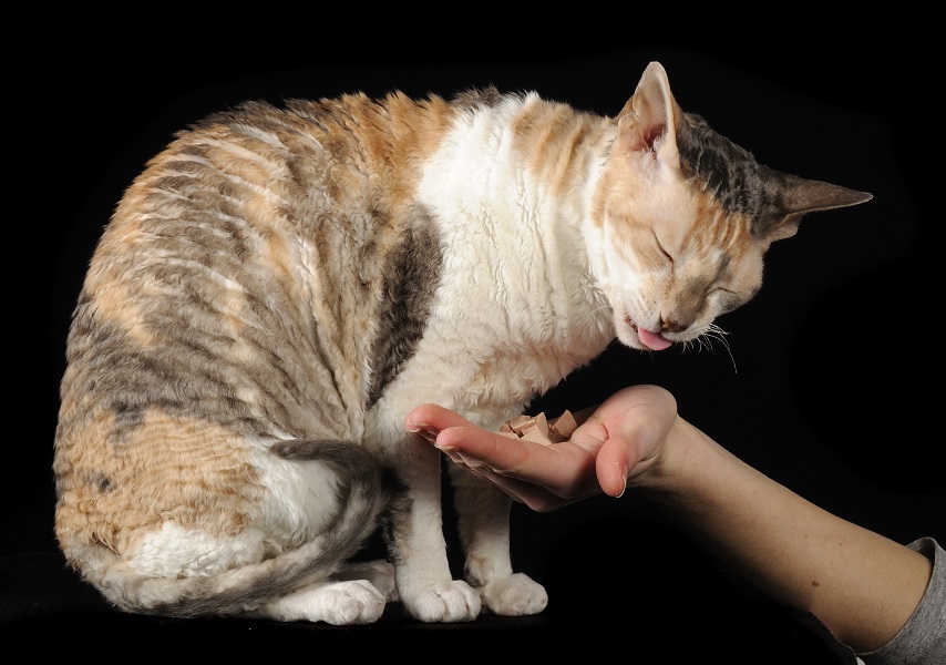 All you need to know about food allergies and food intolerance in cats