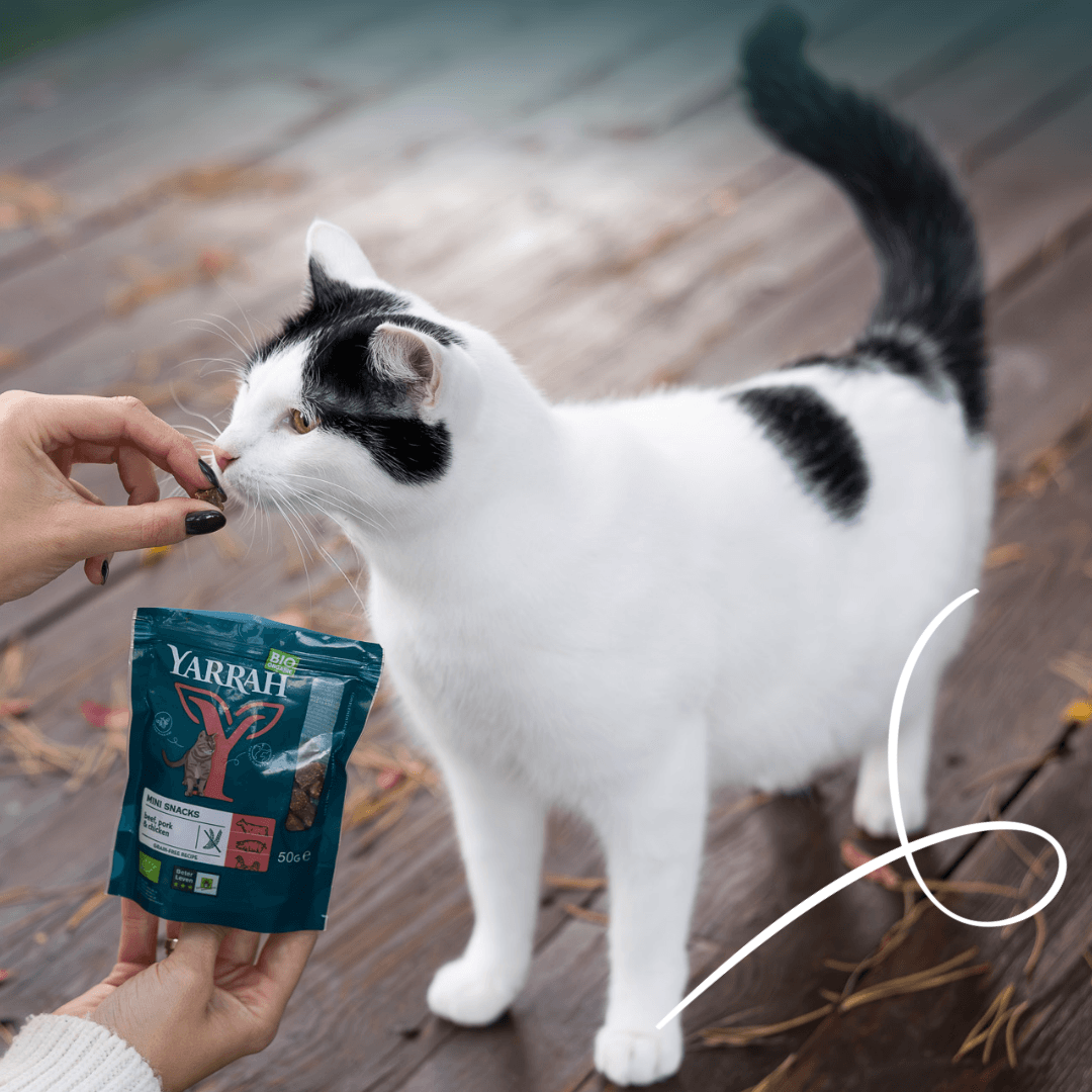Mini snack biologici per gatti