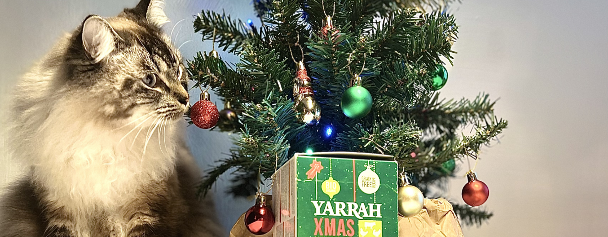 Tipps für Katzen, die Angst vor Feuerwerk haben.