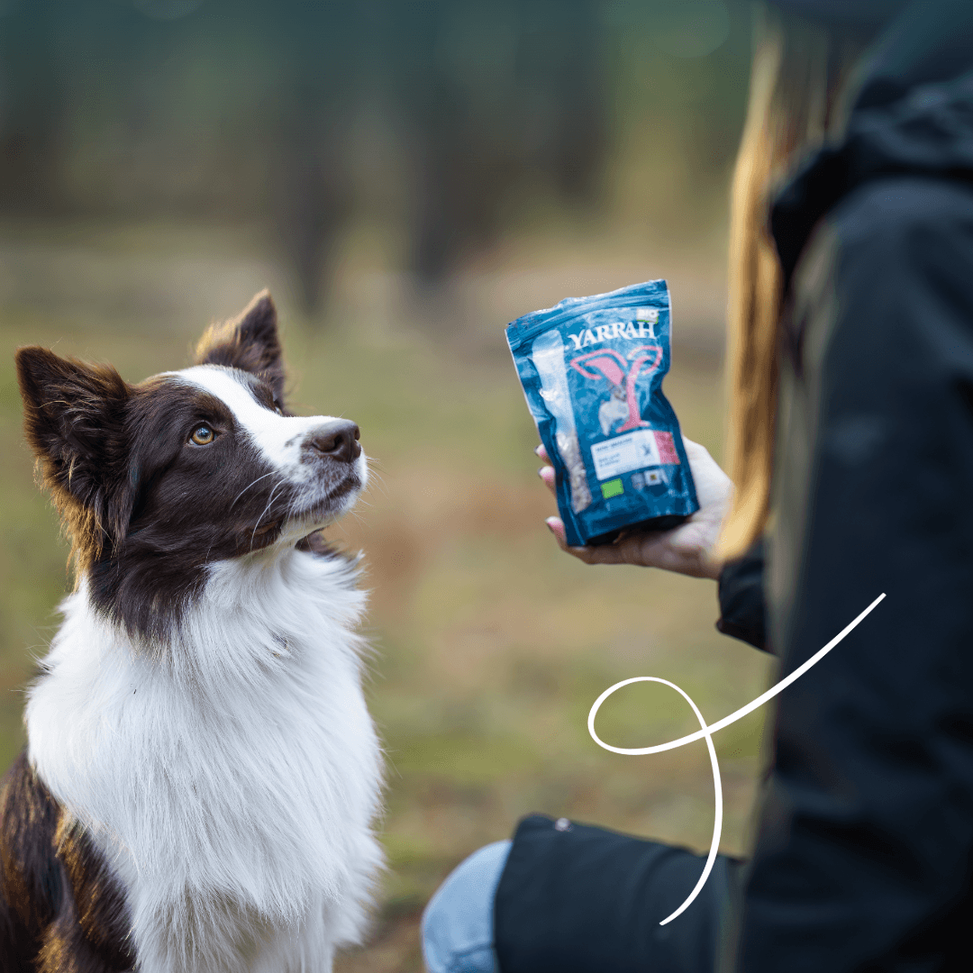 Mini snack biologique pour chien