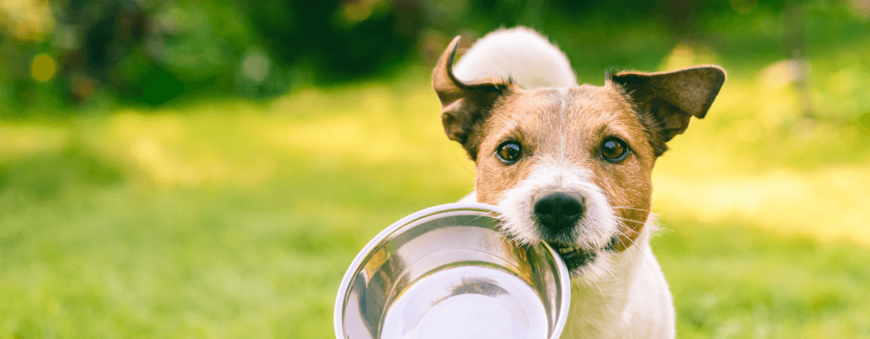 Why is my dog not eating?
