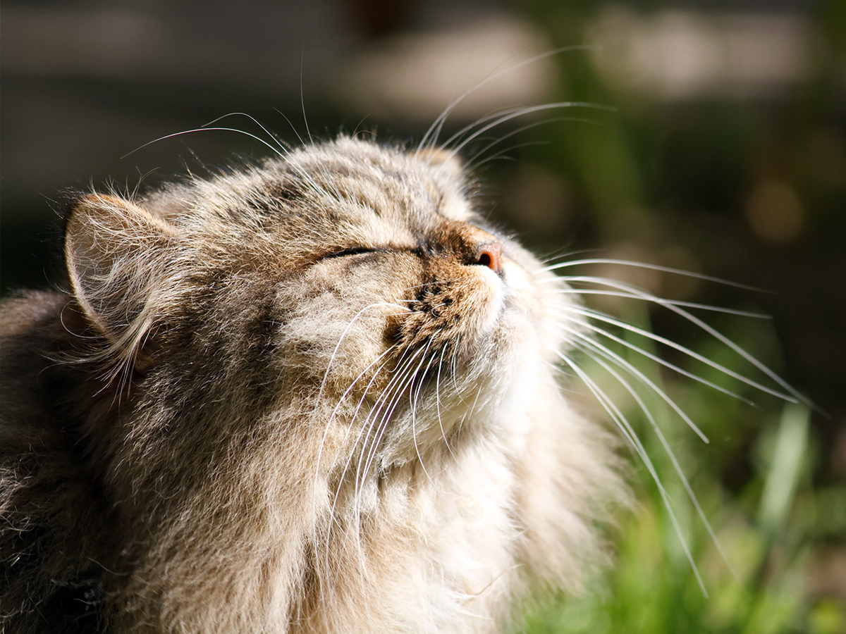 Everything you need to know about cats with allergies