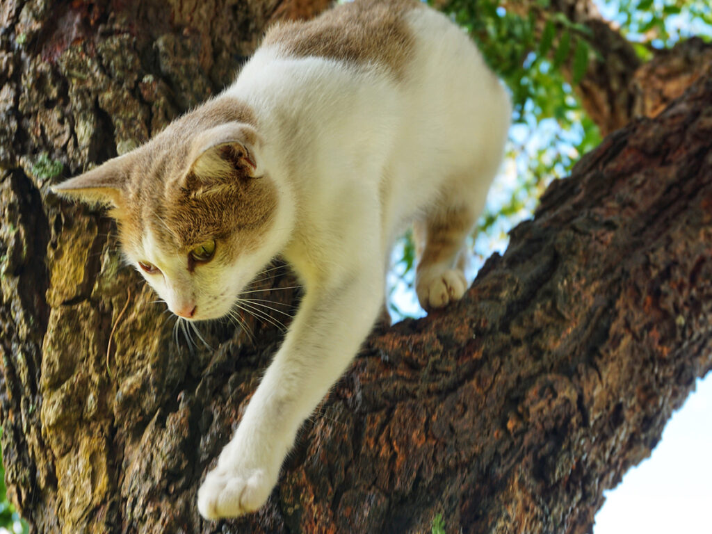 How do you know a cat is healthy?