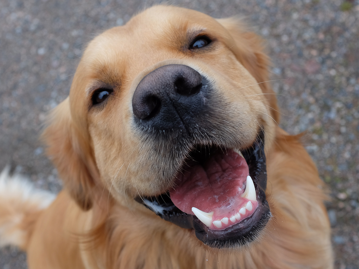 Gebitsproblemen bij hond of kat herkennen, oplossen en voorkomen