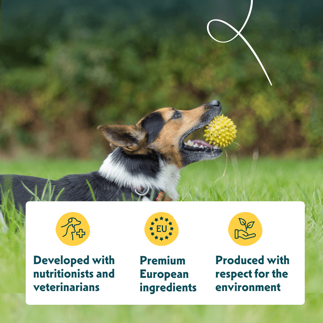 Croquettes biologiques pour chien de petite race