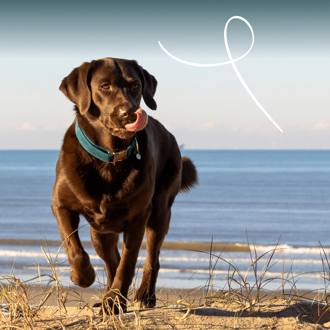 Organic dog food chunks with chicken