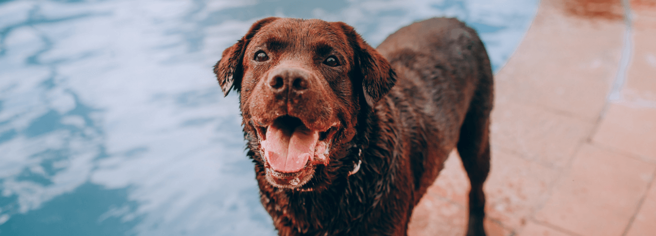Hond afkoelen bij warm weer? Hier vind je alle tips