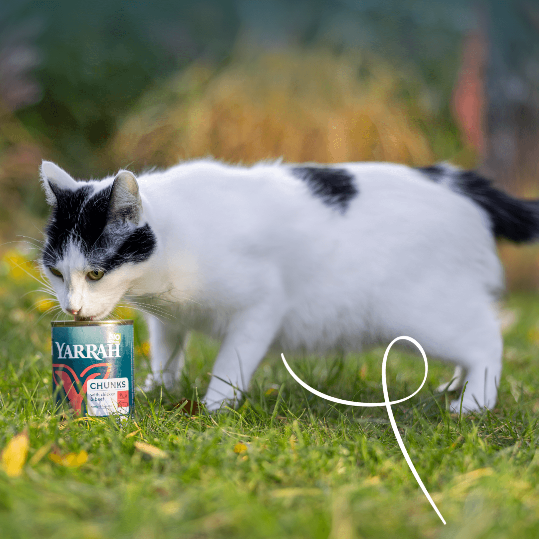 Bouchées biologiques au poulet et au bœuf pour chat